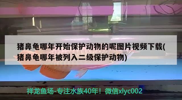 猪鼻龟哪年开始保护动物的呢图片视频下载(猪鼻龟哪年被列入二级保护动物) 猪鼻龟