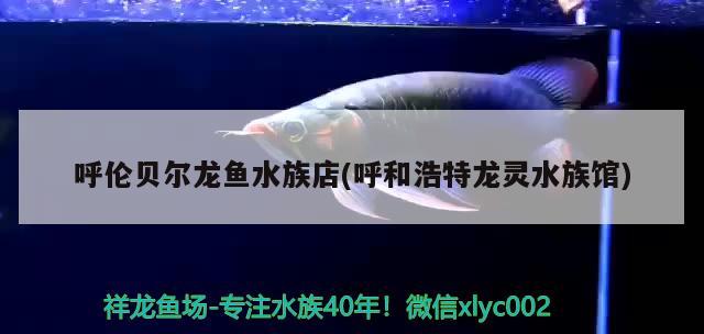 呼伦贝尔龙鱼水族店(呼和浩特龙灵水族馆) 绿皮皇冠豹鱼