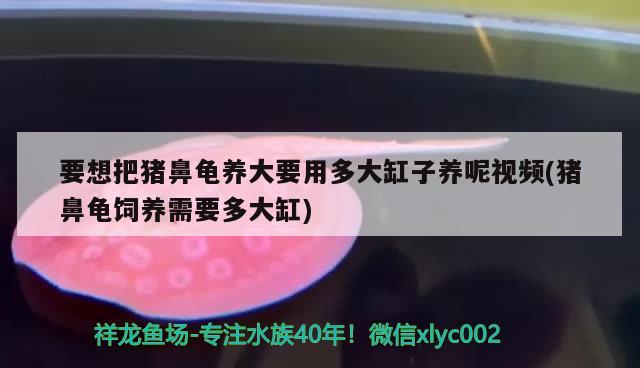 要想把猪鼻龟养大要用多大缸子养呢视频(猪鼻龟饲养需要多大缸) 猪鼻龟百科