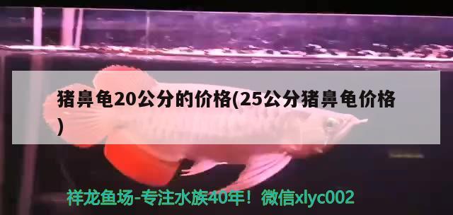 猪鼻龟20公分的价格(25公分猪鼻龟价格)