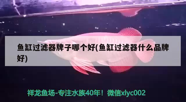 鱼缸过滤器牌子哪个好(鱼缸过滤器什么品牌好) 鱼缸/水族箱