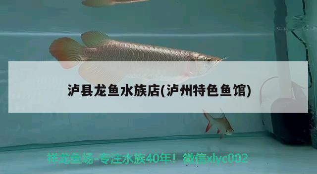 泸县龙鱼水族店(泸州特色鱼馆) 观赏鱼鱼苗