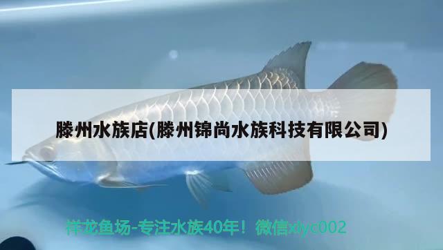 滕州水族店(滕州锦尚水族科技有限公司) 印尼小红龙