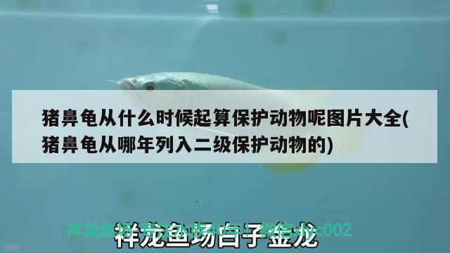 猪鼻龟从什么时候起算保护动物呢图片大全(猪鼻龟从哪年列入二级保护动物的)