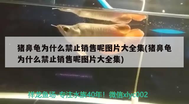 猪鼻龟为什么禁止销售呢图片大全集(猪鼻龟为什么禁止销售呢图片大全集) 猪鼻龟