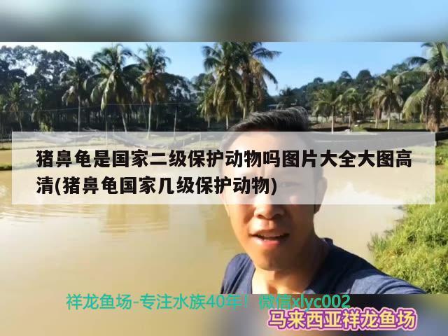 猪鼻龟是国家二级保护动物吗图片大全大图高清(猪鼻龟国家几级保护动物)