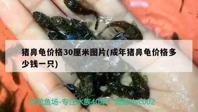 猪鼻龟价格30厘米图片(成年猪鼻龟价格多少钱一只) 猪鼻龟