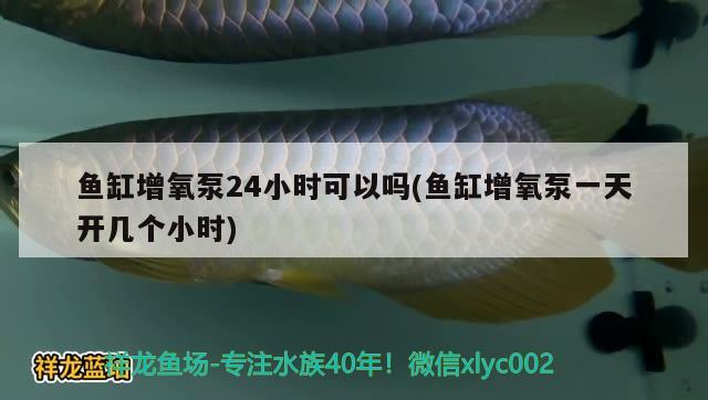 鱼缸增氧泵24小时可以吗(鱼缸增氧泵一天开几个小时) 黄金梦幻雷龙鱼