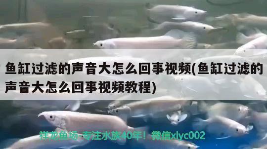 鱼缸过滤的声音大怎么回事视频(鱼缸过滤的声音大怎么回事视频教程) 喂食器