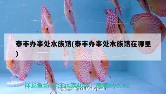 泰丰办事处水族馆(泰丰办事处水族馆在哪里) 红尾平克鱼