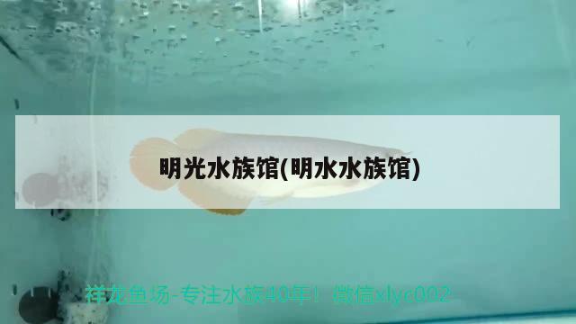 明光水族馆(明水水族馆) 黄金梦幻雷龙鱼