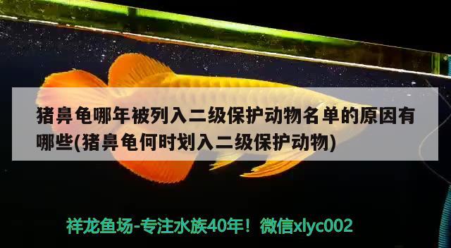 猪鼻龟哪年被列入二级保护动物名单的原因有哪些(猪鼻龟何时划入二级保护动物)