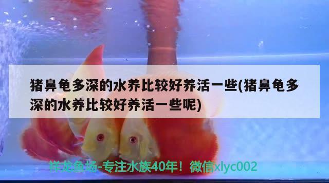 猪鼻龟多深的水养比较好养活一些(猪鼻龟多深的水养比较好养活一些呢)