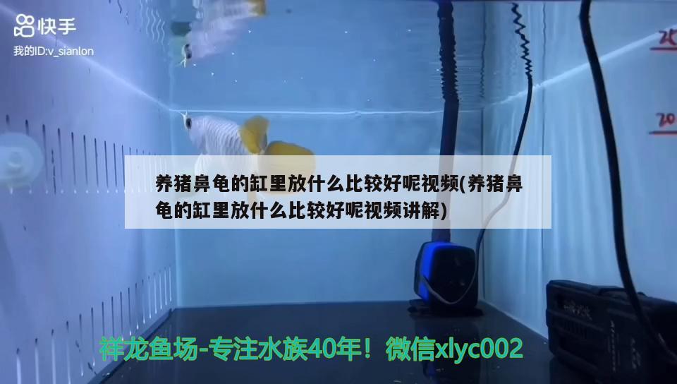 养猪鼻龟的缸里放什么比较好呢视频(养猪鼻龟的缸里放什么比较好呢视频讲解) 猪鼻龟 第3张