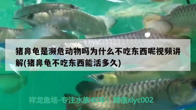 猪鼻龟是濒危动物吗为什么不吃东西呢视频讲解(猪鼻龟不吃东西能活多久)