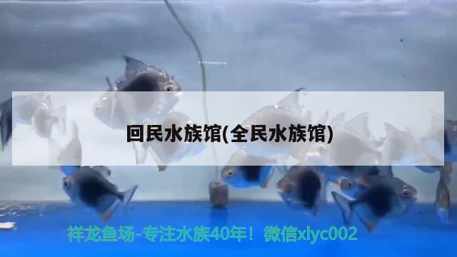 回民水族馆(全民水族馆) 蓝帆三间鱼