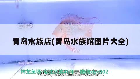 青岛水族店(青岛水族馆图片大全) 元宝鲫