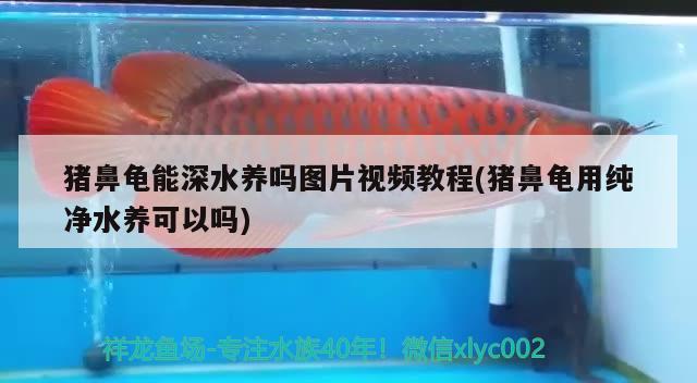 猪鼻龟能深水养吗图片视频教程(猪鼻龟用纯净水养可以吗) 猪鼻龟