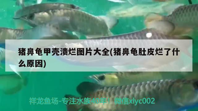 猪鼻龟甲壳溃烂图片大全(猪鼻龟肚皮烂了什么原因) 猪鼻龟