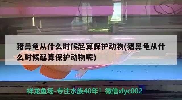 猪鼻龟从什么时候起算保护动物(猪鼻龟从什么时候起算保护动物呢)