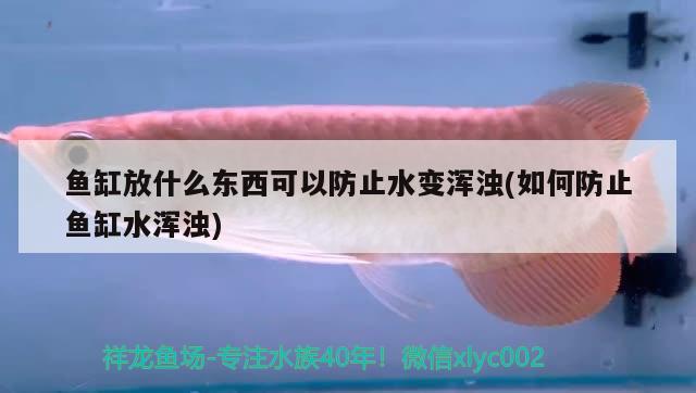 鱼缸放什么东西可以防止水变浑浊(如何防止鱼缸水浑浊)