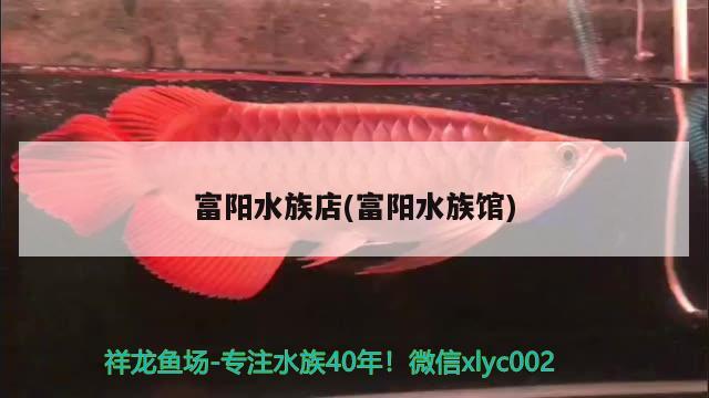 富阳水族店(富阳水族馆) 萨伊蓝鱼