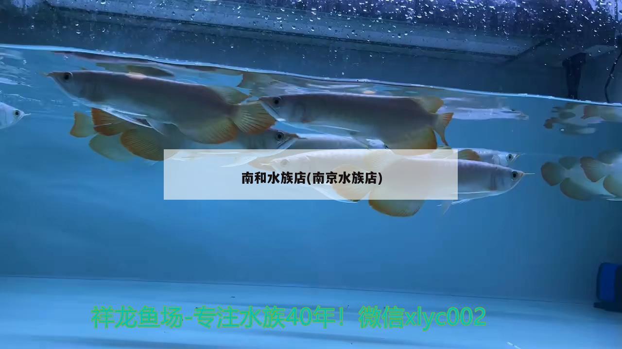 南和水族店(南京水族店) 蝴蝶鲤鱼苗