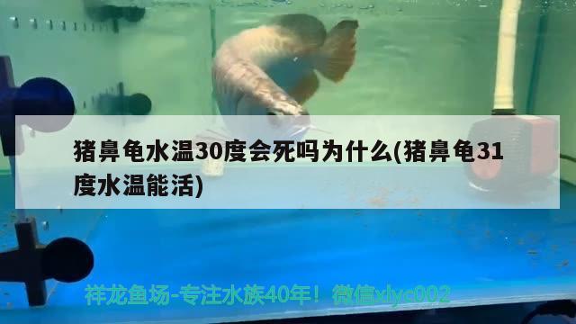 猪鼻龟水温30度会死吗为什么(猪鼻龟31度水温能活)