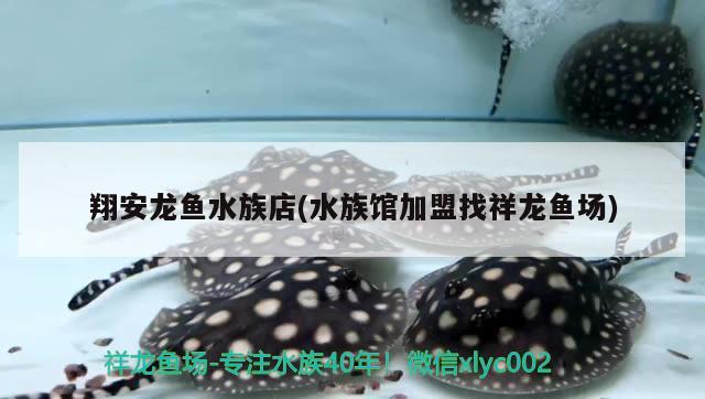 翔安龙鱼水族店(水族馆加盟找祥龙鱼场) 祥龙鱼场