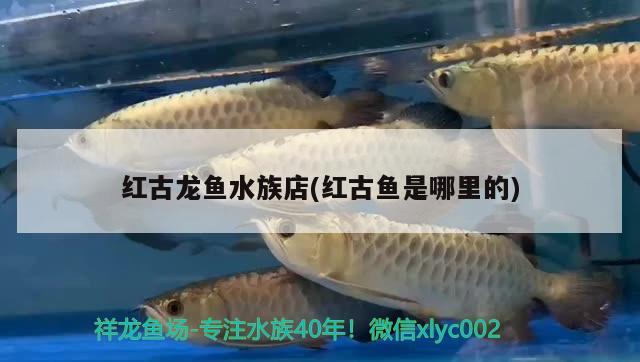 红古龙鱼水族店(红古鱼是哪里的)