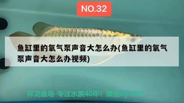 鱼缸里的氧气泵声音大怎么办(鱼缸里的氧气泵声音大怎么办视频)