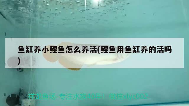 鱼缸养小鲤鱼怎么养活(鲤鱼用鱼缸养的活吗) 鹦鹉鱼