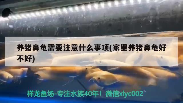 养猪鼻龟需要注意什么事项(家里养猪鼻龟好不好)