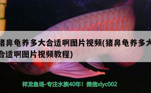 猪鼻龟养多大合适啊图片视频(猪鼻龟养多大合适啊图片视频教程) 猪鼻龟