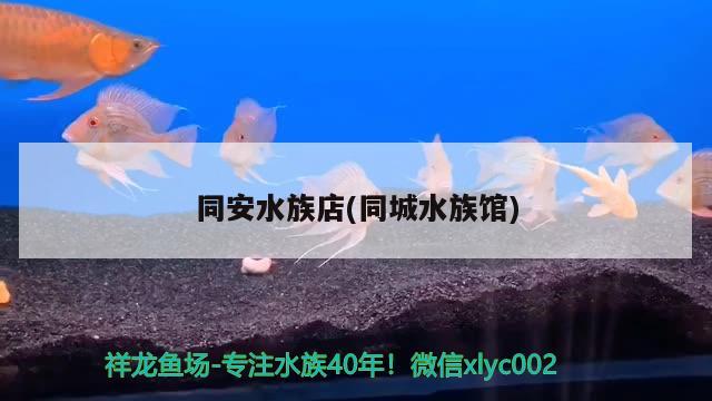 同安水族店(同城水族馆) 冲氧泵