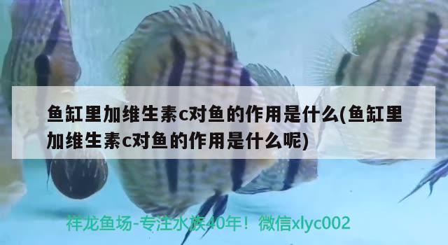 鱼缸里加维生素c对鱼的作用是什么(鱼缸里加维生素c对鱼的作用是什么呢)