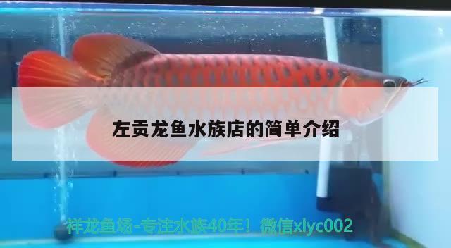 左贡龙鱼水族店的简单介绍 南美异型鱼