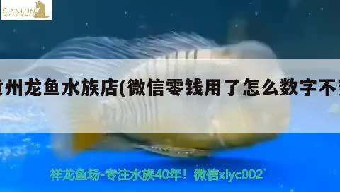 黄州龙鱼水族店(微信零钱用了怎么数字不变) 斑马鸭嘴鱼