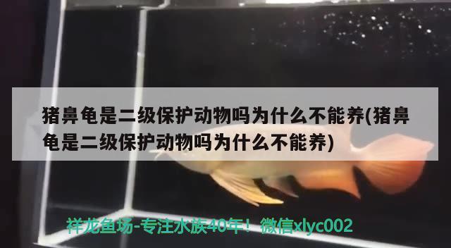 猪鼻龟是二级保护动物吗为什么不能养(猪鼻龟是二级保护动物吗为什么不能养) 猪鼻龟