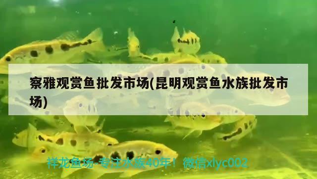 察雅观赏鱼批发市场(昆明观赏鱼水族批发市场) 观赏鱼批发