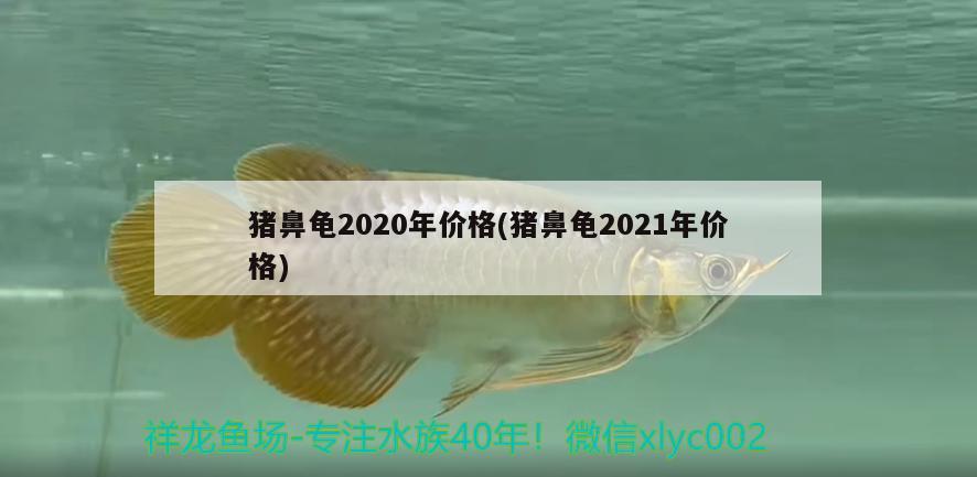 猪鼻龟2020年价格(猪鼻龟2021年价格)