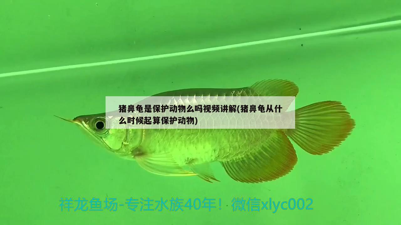 猪鼻龟是保护动物么吗视频讲解(猪鼻龟从什么时候起算保护动物)