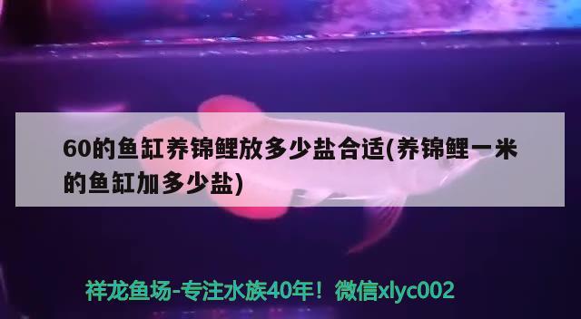 60的鱼缸养锦鲤放多少盐合适(养锦鲤一米的鱼缸加多少盐) 鱼缸水质稳定剂