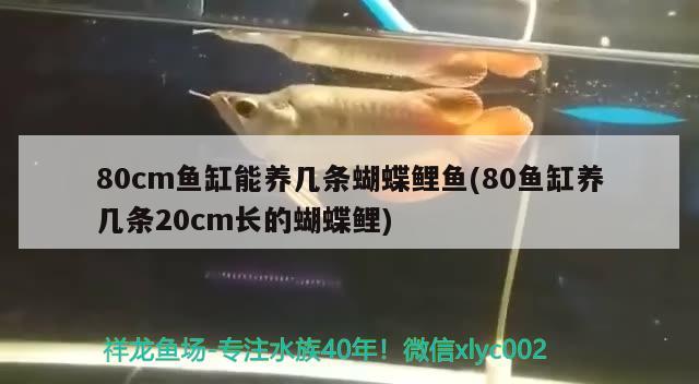 80cm鱼缸能养几条蝴蝶鲤鱼(80鱼缸养几条20cm长的蝴蝶鲤) 蝴蝶鲤