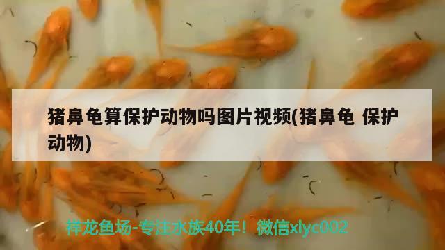 猪鼻龟算保护动物吗图片视频(猪鼻龟保护动物) 猪鼻龟