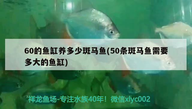 60的鱼缸养多少斑马鱼(50条斑马鱼需要多大的鱼缸) 红龙福龙鱼