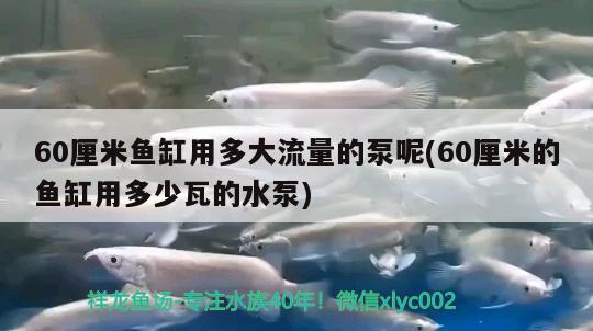 60厘米鱼缸用多大流量的泵呢(60厘米的鱼缸用多少瓦的水泵)