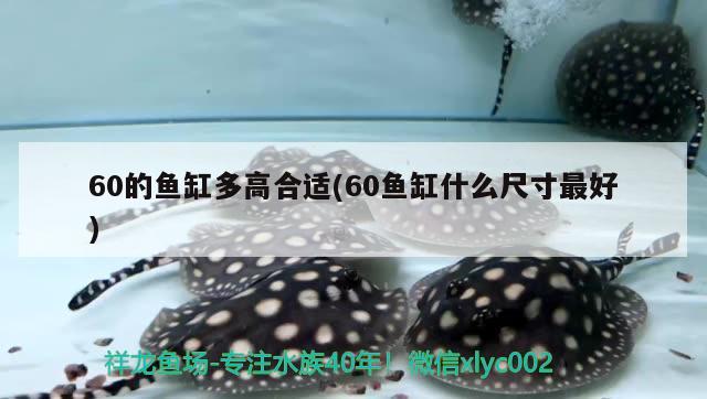 60的鱼缸多高合适(60鱼缸什么尺寸最好) 祥龙水族滤材/器材