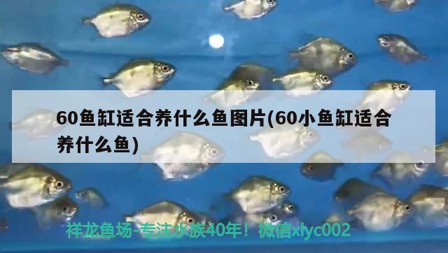 60鱼缸适合养什么鱼图片(60小鱼缸适合养什么鱼) 祥龙鱼场