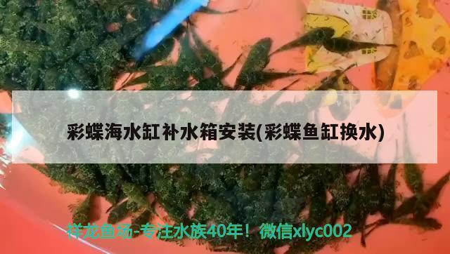 彩蝶海水缸补水箱安装(彩蝶鱼缸换水) 虎鱼鱼苗